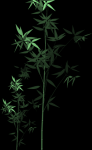 bamboo-1480340_640.png